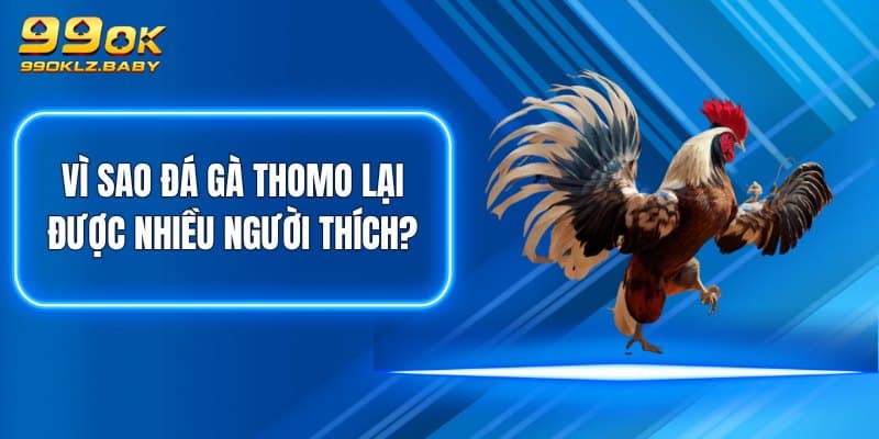 Vì sao đá gà Thomo lại được nhiều người thích?